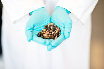 Giften ricin utvinnes fra kastorbønner. (Foto: FFI) Giften ricin utvinnes fra kastorbønner. (Foto: FFI)
