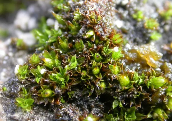 Kalkklokkemose (Encalypta obovatifolia). (Foto: Kristian Hassel/NTNU Vitenskapsmuseet)