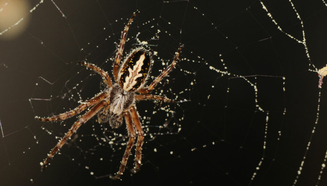 Edderkopper satser på variert kosthold