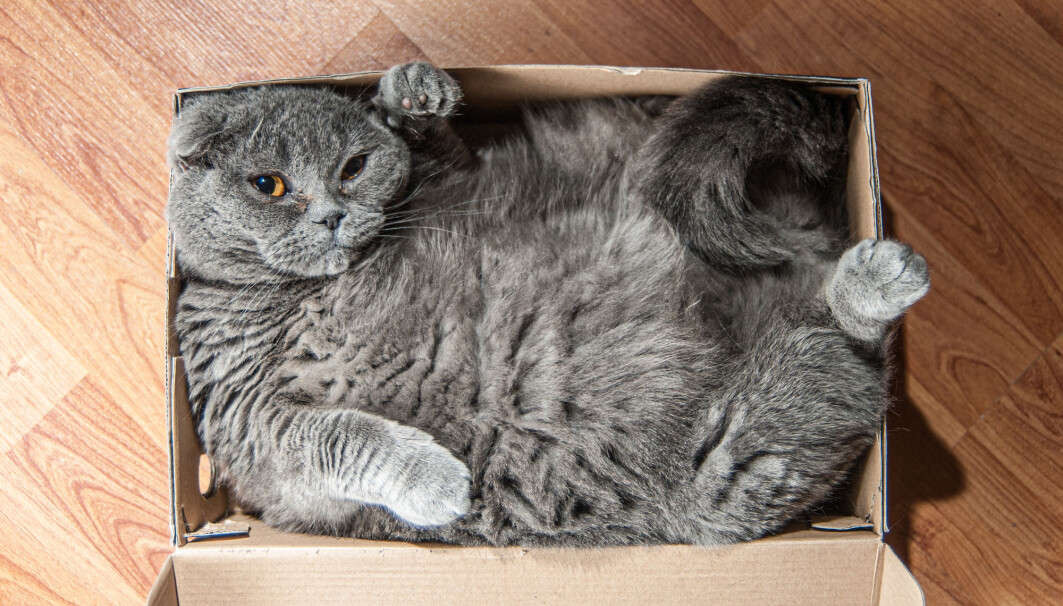 Hva skjer med katten når boksen lukkes? Hva skjer med katten når boksen lukkes?