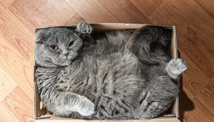 Kvantefysikk: Hva kan vi egentlig bruke Schrödingers katt til?