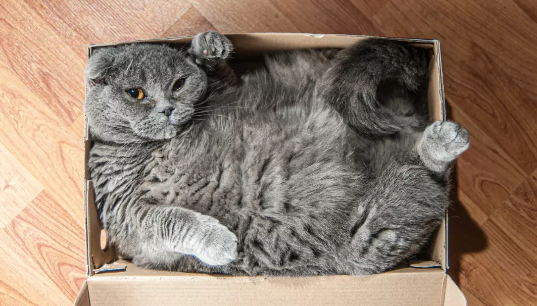 Hva skjer med katten når boksen lukkes?