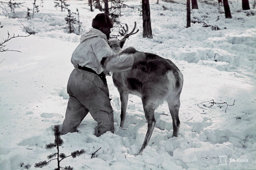 En skoltesamisk soldat pleier reinen sin. Samiske og skoltesamiske soldater tjenestegjorde både i den finske hæren og i sovjeternes Røde armé.