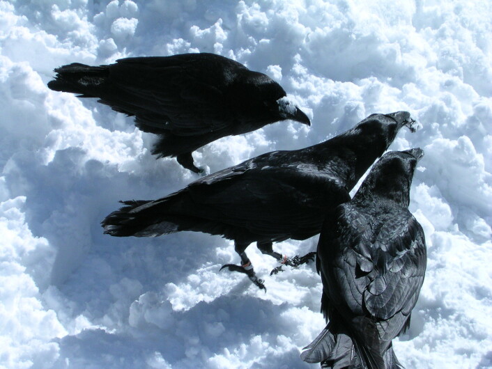 En ravn har fanget oppmerksomheten til to andre med det den viser fram. (Foto: Thomas Bugnyar) En ravn har fanget oppmerksomheten til to andre med det den viser fram. (Foto: Thomas Bugnyar)