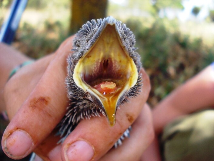 "Hjeeelp!!" Blåråkeunge-gulp gir nyttig informasjon til foreldrene, ifølge studien. (Foto: Carlos de la Cruz) "Hjeeelp!!" Blåråkeunge-gulp gir nyttig informasjon til foreldrene, ifølge studien. (Foto: Carlos de la Cruz)