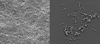 "Bakterien Streptococcus intermedius har fått vokse vanlig til venstre, og med furanon til høyre. Evnen til å danne biofilm ser ut til å bli temmelig redusert når bakteriene ikke kan snakke sammen." "Bakterien Streptococcus intermedius har fått vokse vanlig til venstre, og med furanon til høyre. Evnen til å danne biofilm ser ut til å bli temmelig redusert når bakteriene ikke kan snakke sammen."