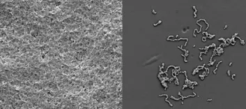 "Bakterien Streptococcus intermedius har fått vokse vanlig til venstre, og med furanon til høyre. Evnen til å danne biofilm ser ut til å bli temmelig redusert når bakteriene ikke kan snakke sammen." "Bakterien Streptococcus intermedius har fått vokse vanlig til venstre, og med furanon til høyre. Evnen til å danne biofilm ser ut til å bli temmelig redusert når bakteriene ikke kan snakke sammen."