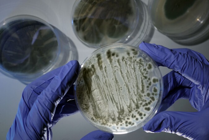 Soppen Aspergillus fumigatus vokser på en petriskål. Soppen Aspergillus fumigatus vokser på en petriskål.