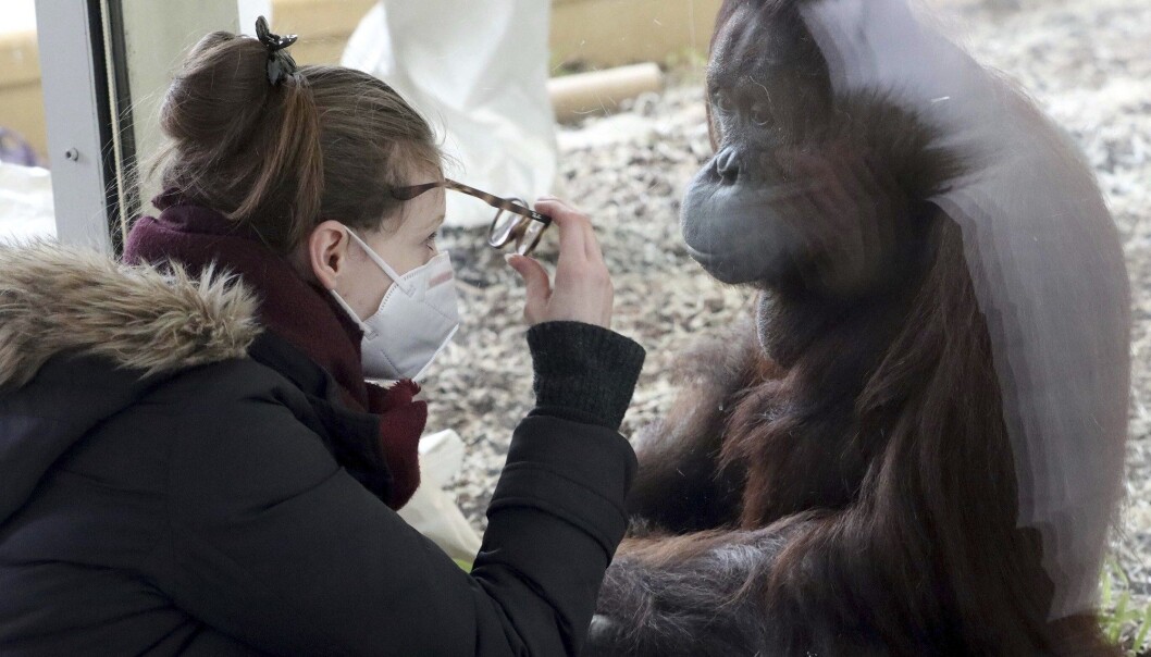 Bruk av maske er blitt obligatorisk i kontakten med dyr i dyreparker som følge av frykt for at mennesker skal overføre koronaviruset til dyr. Her fra Schönbrunn Zoo i Wien. Bruk av maske er blitt obligatorisk i kontakten med dyr i dyreparker som følge av frykt for at mennesker skal overføre koronaviruset til dyr. Her fra Schönbrunn Zoo i Wien.