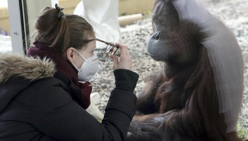 Bruk av maske er blitt obligatorisk i kontakten med dyr i dyreparker som følge av frykt for at mennesker skal overføre koronaviruset til dyr. Her fra Schönbrunn Zoo i Wien.