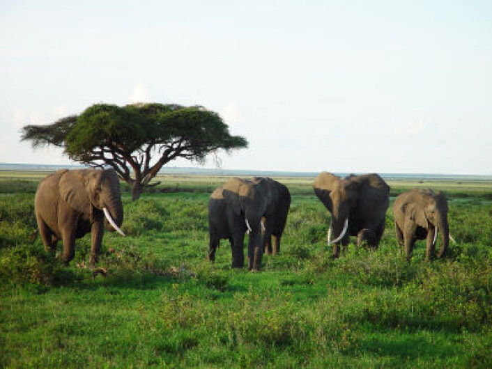 Elefanter på savannen i Kenya (Foto: iStockphoto) Elefanter på savannen i Kenya (Foto: iStockphoto)