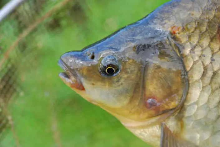 Fisk kan skades av nanopartikler som de får i seg gjennom næringskjeden, viser svensk studie. I studien brukte forskerne fiskeslaget karuss. (Foto: iStockphoto)