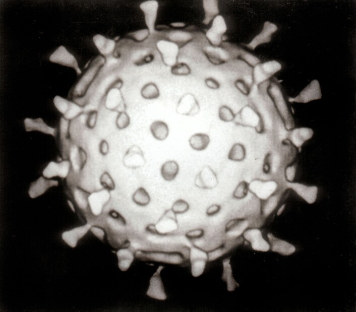 Rekonstruksjon av et rotavirus. (Foto: Graham Colm/Wikimedia Commons) Rekonstruksjon av et rotavirus. (Foto: Graham Colm/Wikimedia Commons)