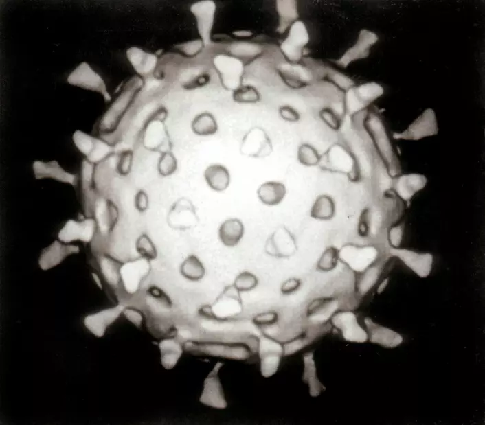 Rekonstruksjon av et rotavirus. (Foto: Graham Colm/Wikimedia Commons)