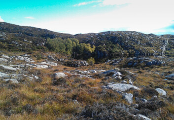 Ospeholt i lynghei. (Foto: Ivar Gjerde/Skog og landskap) Ospeholt i lynghei. (Foto: Ivar Gjerde/Skog og landskap)
