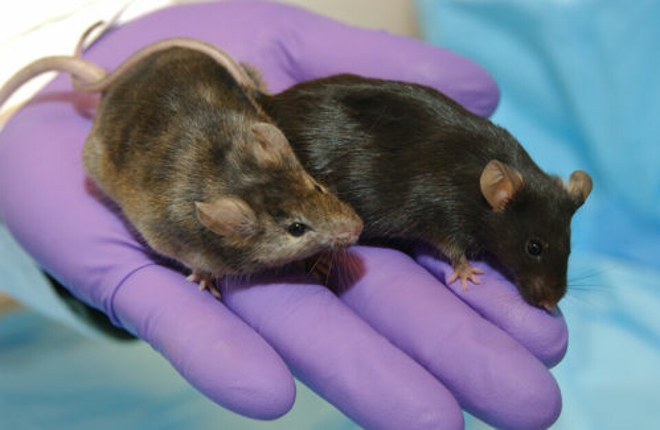Eric J. Smart løy om at han hadde forsket på genmanipulerte mus lenge før han hadde disse musene klar til forskning. Foto: http://en.wikipedia.org/wiki/Knockout_mouse