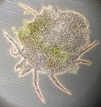 "Veksthusspinnmidd drept av soppen Neozygites floridana. (Foto: Erling Fløistad)" "Veksthusspinnmidd drept av soppen Neozygites floridana. (Foto: Erling Fløistad)"