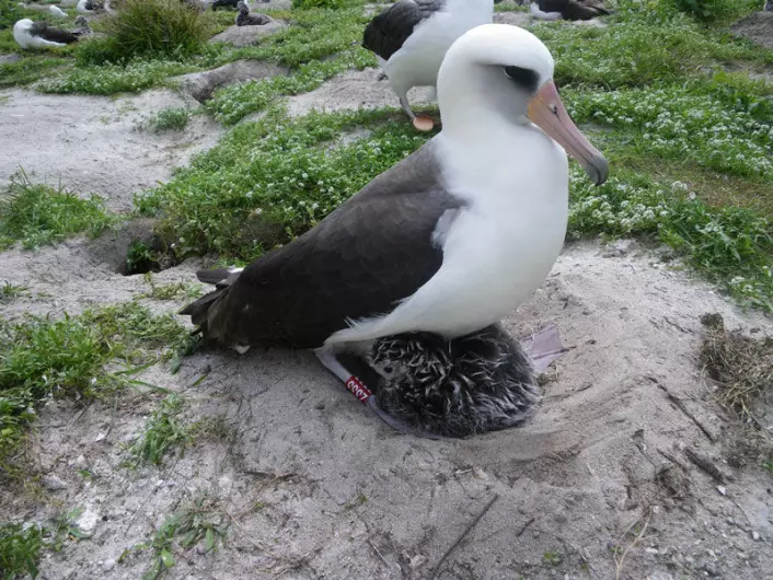 Albatrossen Wisdom er eldste fugl i USA, så langt forskerne vet. Bildet viser den spreke 60-åringen med årets unge. (Foto: John Klavitter, US Fish &amp; Wildlife Service) For opphavsrett, se her.