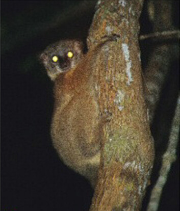"Denne karen ser litt overrasket ut over å ha blitt fanget inn av forskernes kameralinse. Vedkommende lemur tilhører den nye arten Lepilemur randrianasoli, melder et internasjonalt forskerteam. Begge foto: BioMed Central (BMC), Evolutionary Biology." "Denne karen ser litt overrasket ut over å ha blitt fanget inn av forskernes kameralinse. Vedkommende lemur tilhører den nye arten Lepilemur randrianasoli, melder et internasjonalt forskerteam. Begge foto: BioMed Central (BMC), Evolutionary Biology."