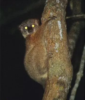 "Denne karen ser litt overrasket ut over å ha blitt fanget inn av forskernes kameralinse. Vedkommende lemur tilhører den nye arten Lepilemur randrianasoli, melder et internasjonalt forskerteam. Begge foto: BioMed Central (BMC), Evolutionary Biology."