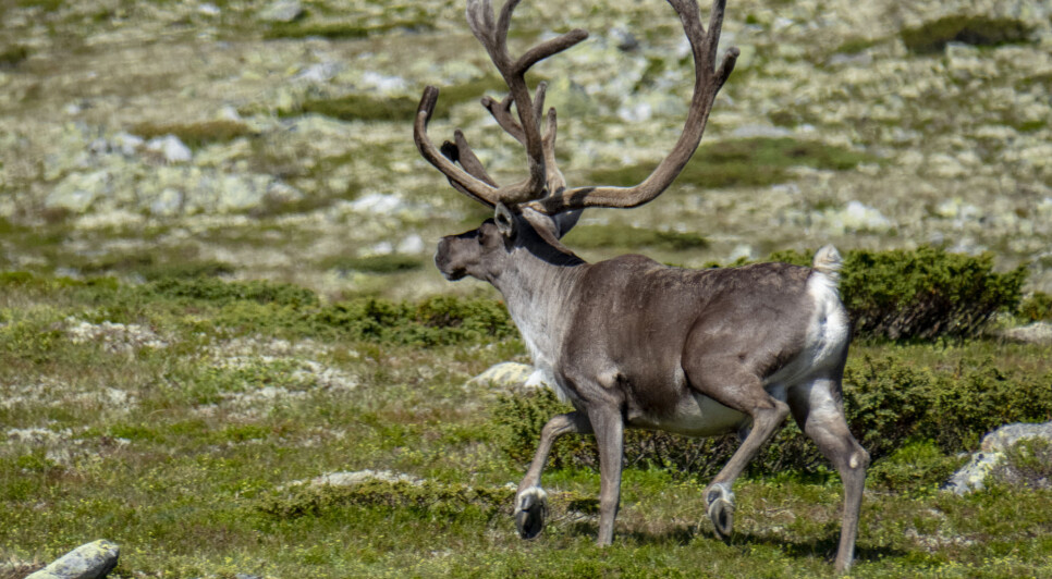 For villrein har man sett en nedgang. Dyras leveområder er under press når naturlige habitater og beiteområder spises opp og deles opp av utbygging. Reinsdyrbukk ved Gråhø på fjellet mellom Kvam og Vinstra i Gudbrandsdalen.