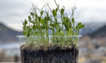 Erteplantenes hemmelege liv - eller vår i vinduskarmen