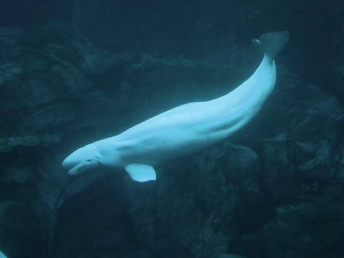 Hvithval, Delphinapterus leucas, i Atlanta Aquarium. (Foto: Greg Hume/Wikimedia Commons) Hvithval, Delphinapterus leucas, i Atlanta Aquarium. (Foto: Greg Hume/Wikimedia Commons)