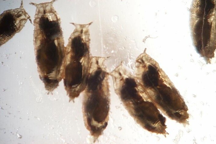 Konsekvensene av angrep av parasittvepsen (Leptopilina boulardi) kan være fatale. Bildet viser nesten voksne veps på innsida av bananfluelarvene de klekket i. (Foto: Todd Schlenke) Konsekvensene av angrep av parasittvepsen (Leptopilina boulardi) kan være fatale. Bildet viser nesten voksne veps på innsida av bananfluelarvene de klekket i. (Foto: Todd Schlenke)