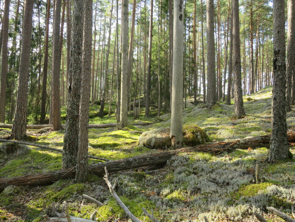 Karbonfangst i eldre skog: Slik furuskog med høy tetthet av trær kan fortsette å vokse og utføre netto karbonfangst minst 50-100 år forbi hogstmoden alder. Foto: Stefan Olberg, BioFokus