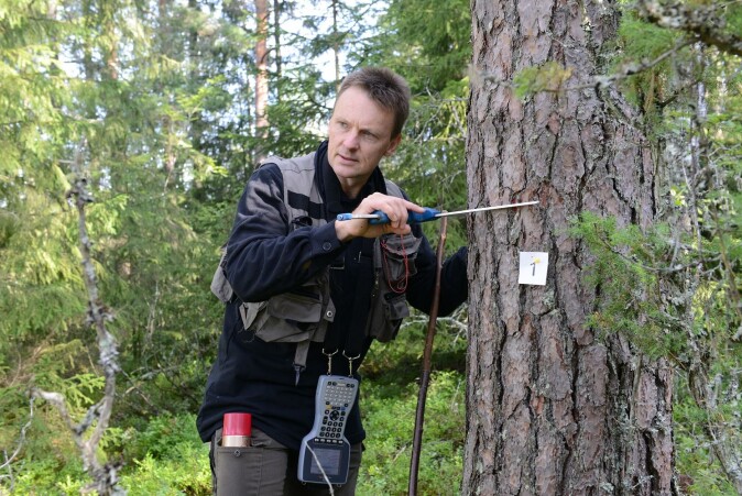 I Landsskogtakseringen måles tilveksten av trær hvert femte år. I den gamle skogen ser vi at trærne vokser til grove dimensjoner som gir verdifullt trevirke til bygningsmaterialer. I Landsskogtakseringen måles tilveksten av trær hvert femte år. I den gamle skogen ser vi at trærne vokser til grove dimensjoner som gir verdifullt trevirke til bygningsmaterialer.