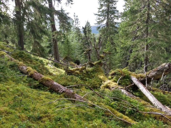 Stedvis kan naturlig mortalitet skape åpninger i skogen og redusert karbonfangst. De døde trærne brytes langsomt ned og vil delvis bli til jordkarbon. Stedvis kan naturlig mortalitet skape åpninger i skogen og redusert karbonfangst. De døde trærne brytes langsomt ned og vil delvis bli til jordkarbon.