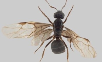 Denne jordmauren, Lasius citrinus, har du aldri før sett nord for Tyskland. (Foto: Arnstein Staverløkk/Norsk institutt for naturforskning) Denne jordmauren, Lasius citrinus, har du aldri før sett nord for Tyskland. (Foto: Arnstein Staverløkk/Norsk institutt for naturforskning)