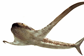 Hai med «vinger» svømte i havet for 93 millioner år siden