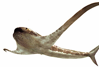 Hai med «vinger» svømte i havet for 93 millioner år siden