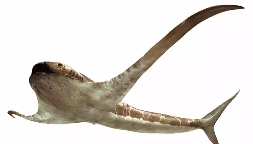 Ørne-haien eller Aquilolamna milarcae som er det vitenskapelige navnet, hadde utviklet kjempelange finner.