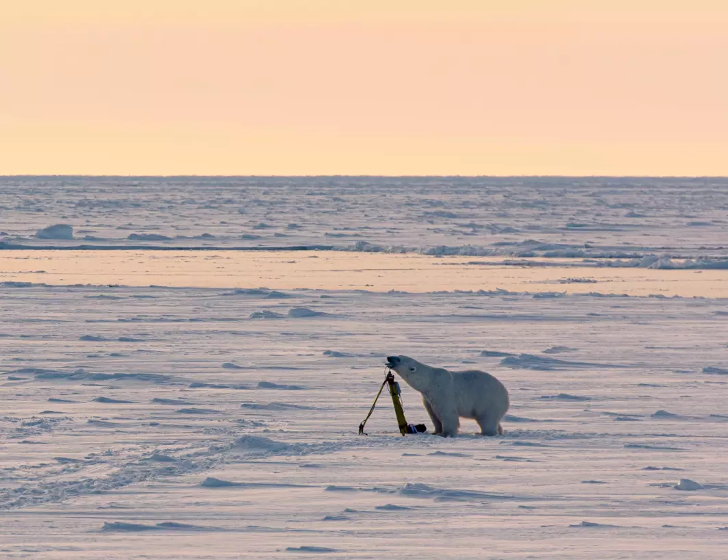 Isbjørnen sjekkar ut instrumentet forsiktig