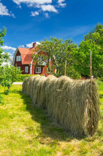 Minnene om været på 1960-tallet bidrar til at svenske bønder ikke vil være med på at klimaet er i noen varig endring. (Foto: Microstock) Minnene om været på 1960-tallet bidrar til at svenske bønder ikke vil være med på at klimaet er i noen varig endring. (Foto: Microstock)