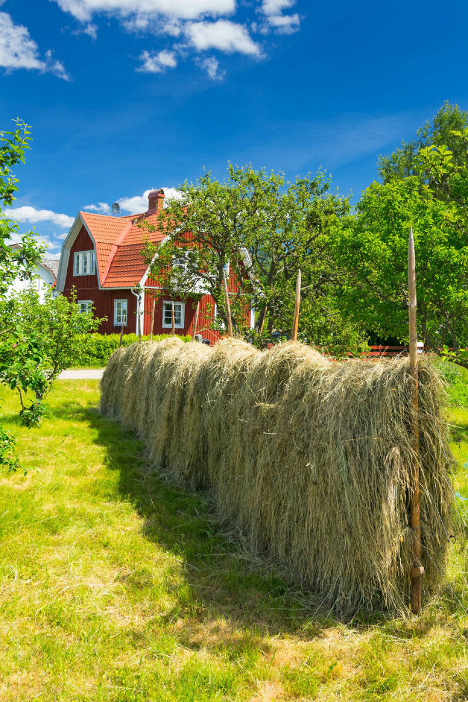Minnene om været på 1960-tallet bidrar til at svenske bønder ikke vil være med på at klimaet er i  noen varig endring. (Foto: Microstock)