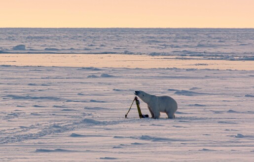 Mikroliv i Arktis er òg viktig