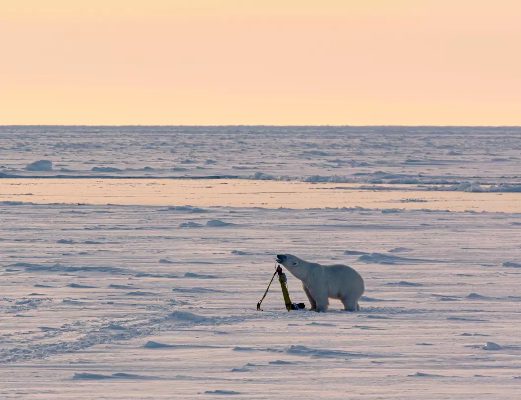 Ein isbjørn undersøkjar forsiktig ei GPS-antenne.