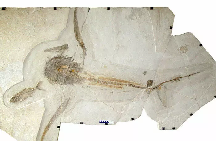 Fossilet av ørne-haien ble funnet i Mexico.