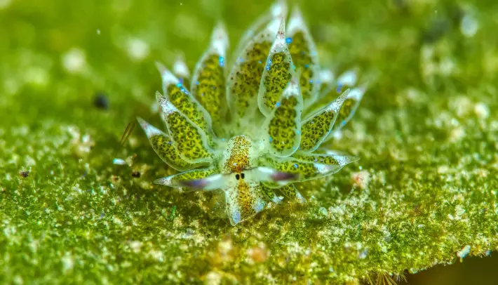 Blad-sjøsneglen heter Costasiella kuroshimae på latin. Den er både hann og hunn samtidig. Den blir født som egg, så blir den en larve med skall. Men voksne blad-sjøsnegler har ikke skall. Dette bildet er tatt i Indonesia.