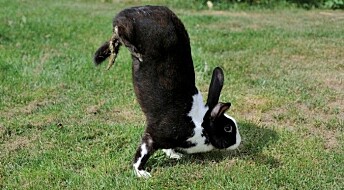 Hvorfor går denne kaninen på forlabbene?