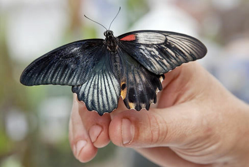 Den sjeldne sommerfuglen som både er en hunn og en hann er en del av en utstilling i London. (Foto: Natural History Museum)