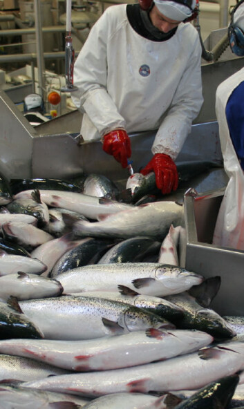 "Dagens slaktemetoder må forbedres. Ny forskning bidrar nå til at laks kan avlives humant og mer effektivt." "Dagens slaktemetoder må forbedres. Ny forskning bidrar nå til at laks kan avlives humant og mer effektivt."