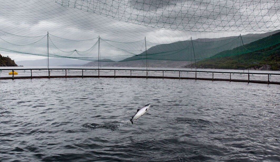 Kommersielt laksefôr i Norge inneholder mer enn 70 prosent planteprodukter. Kommersielt laksefôr i Norge inneholder mer enn 70 prosent planteprodukter.