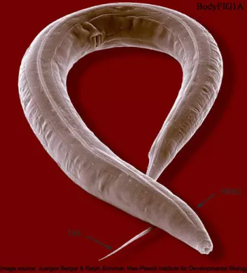 Den mikroskopiske ormen, Caenorhabditis Elegans, levde etter oppholdet i rommet lenger og ble sunnere enn artsfrendene på jorden. (Foto: Wormatlas)