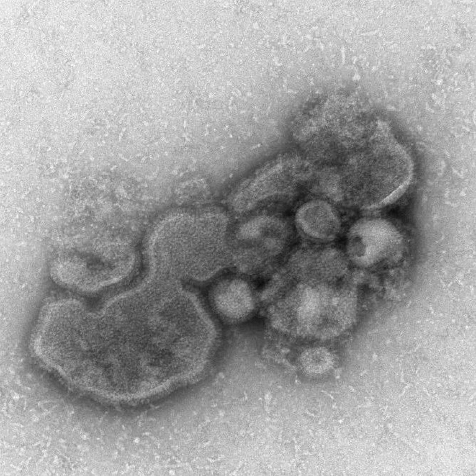 Viruset H7N9. (Foto: CDC, Cynthia S. Goldsmith og Thomas Rowe)