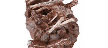 Sjeldent funn: Fossil viser dinosaur som ruget på egg med dinosaur-babyer inni