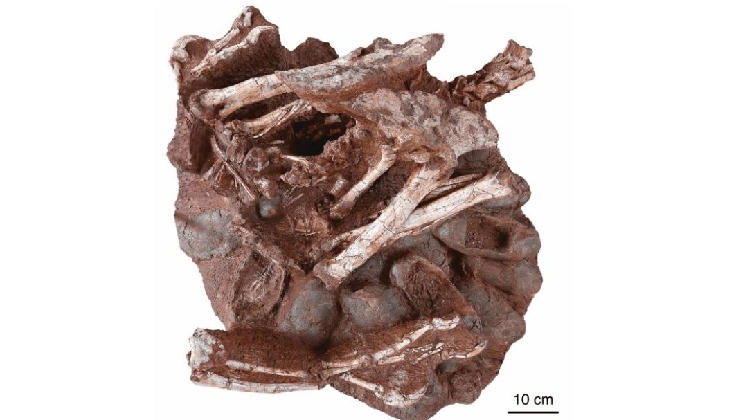 Forskere har funnet en fossil som inneholder deler av frembein, bakbein, bekken og halen til en voksen dinosaur. Den satt oppå egg som snart var klare til å klekkes. Forskere har funnet en fossil som inneholder deler av frembein, bakbein, bekken og halen til en voksen dinosaur. Den satt oppå egg som snart var klare til å klekkes.